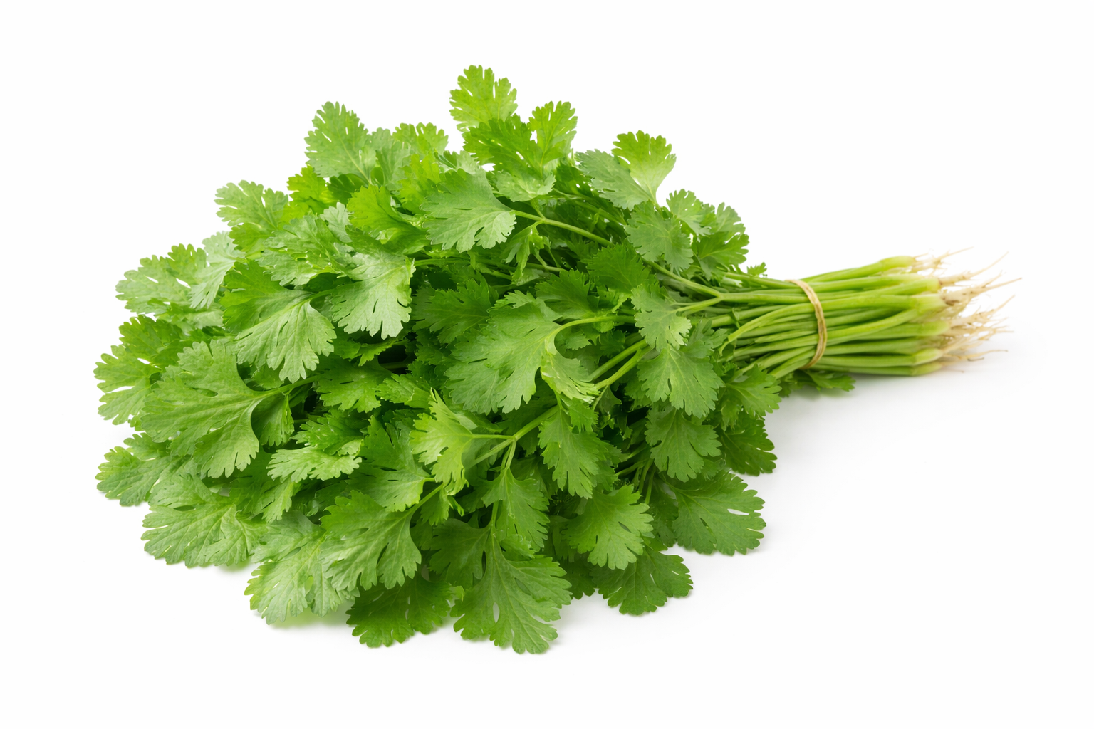 Dhonia Pata (Coriander Leaves)